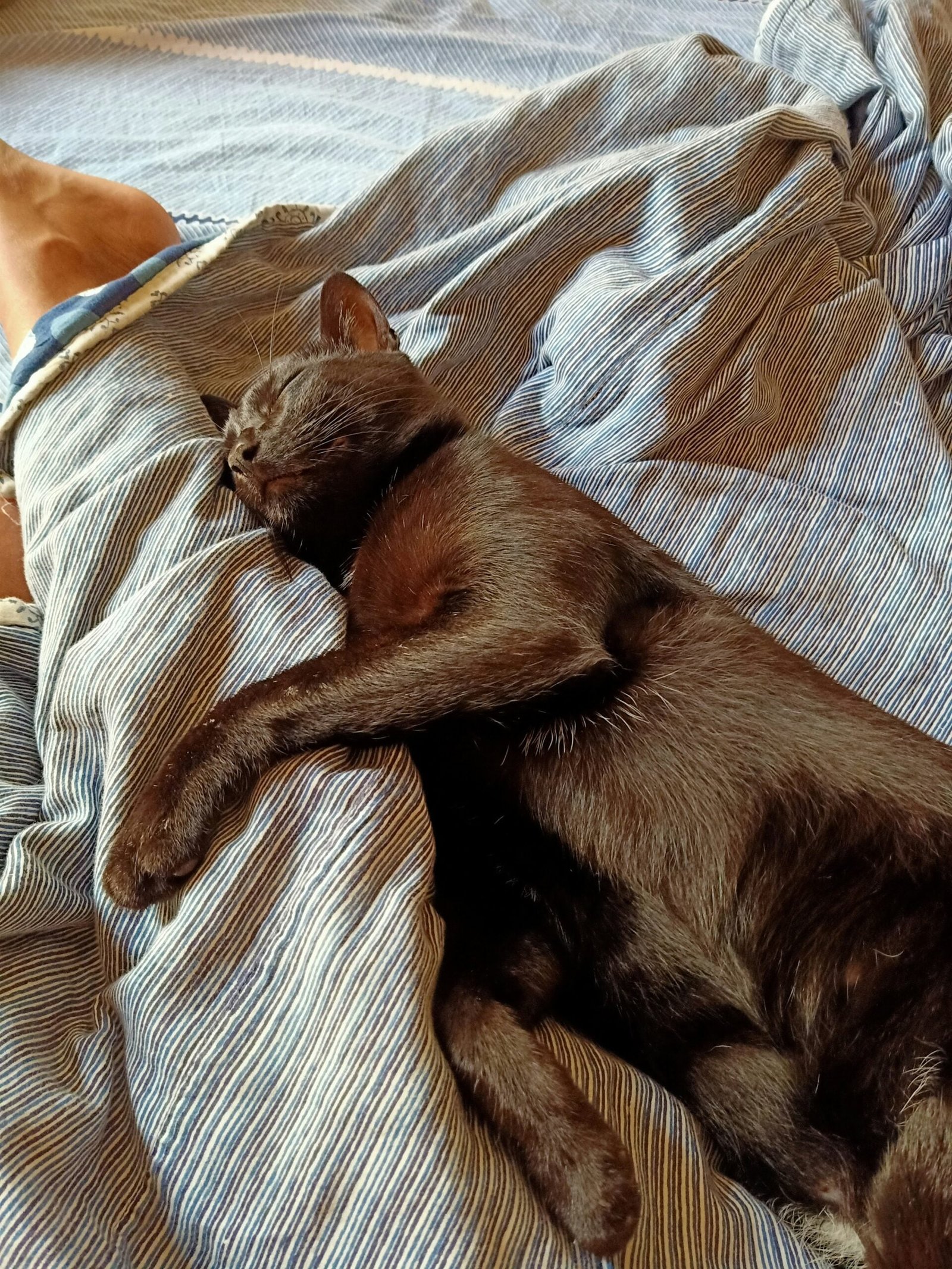 a cat laying on top of a bed next to a person